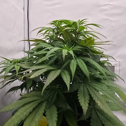 Mary growlog timeline photo