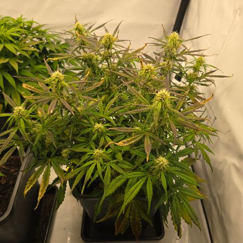 Jane growlog timeline photo