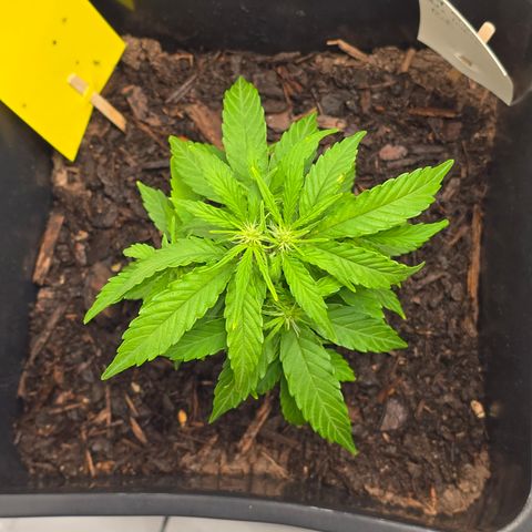 Raphaela growlog timeline photo