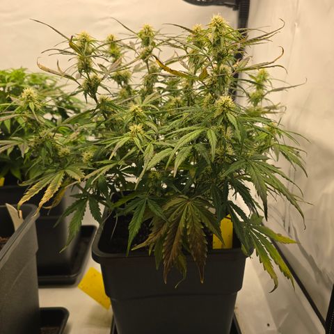 Jane growlog timeline photo