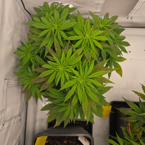 Mary growlog timeline photo