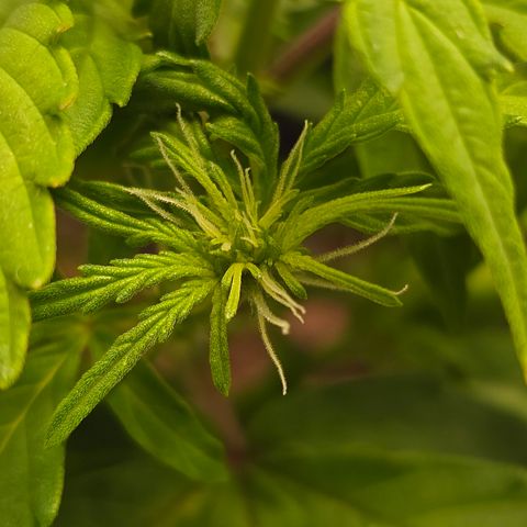 Raphaela growlog timeline photo