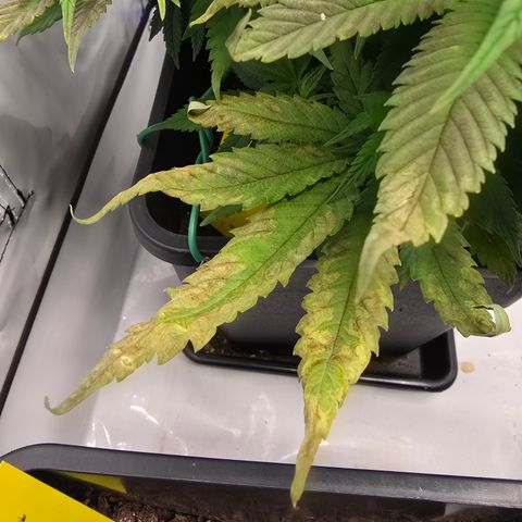 Mary growlog timeline photo