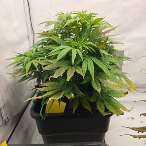 Mary growlog timeline photo
