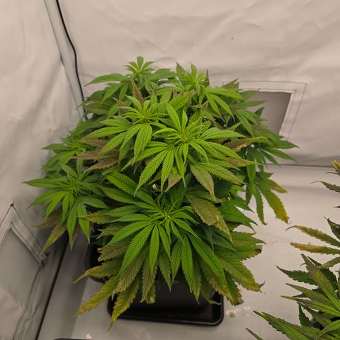 Mary growlog timeline photo