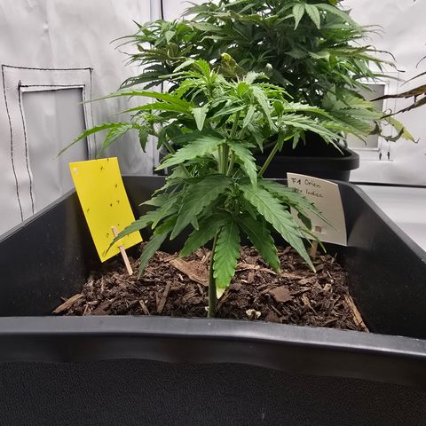 Raphaela growlog timeline photo