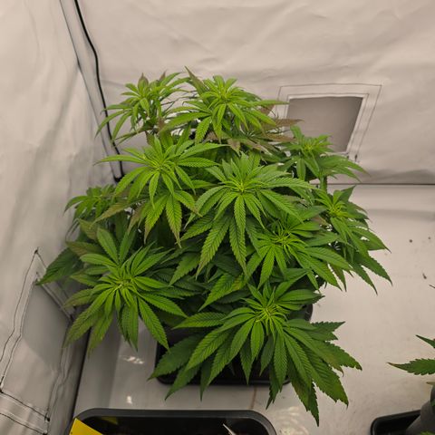 Mary growlog photo: Weitere Triebe abgebunden.