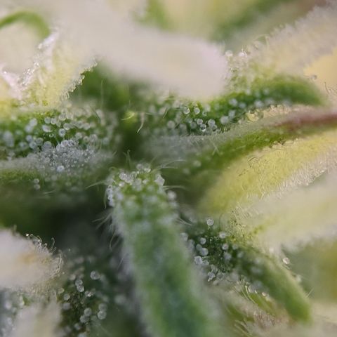 Jane growlog timeline photo