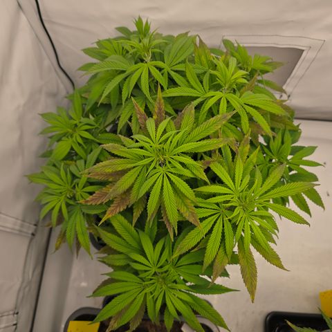 Mary growlog timeline photo