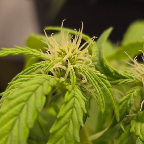 Raphaela growlog timeline photo