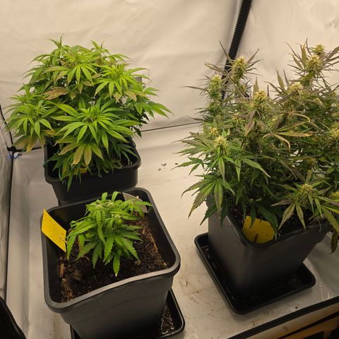 Raphaela growlog timeline photo