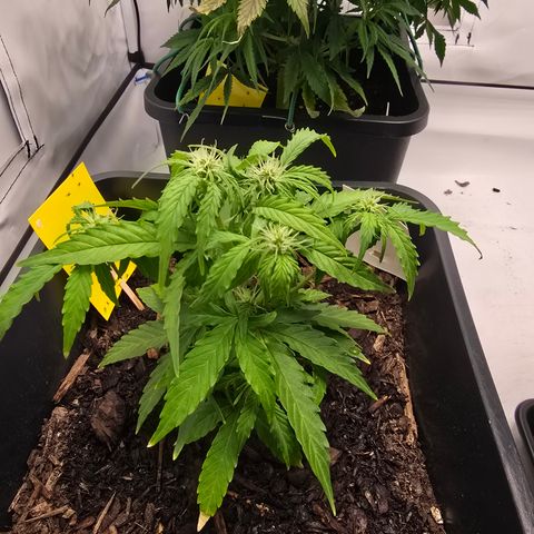 Raphaela growlog timeline photo