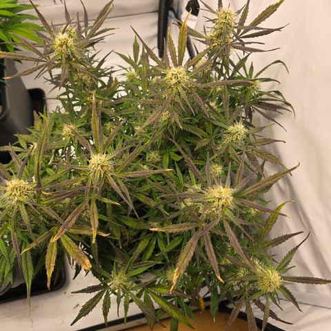 Jane growlog timeline photo