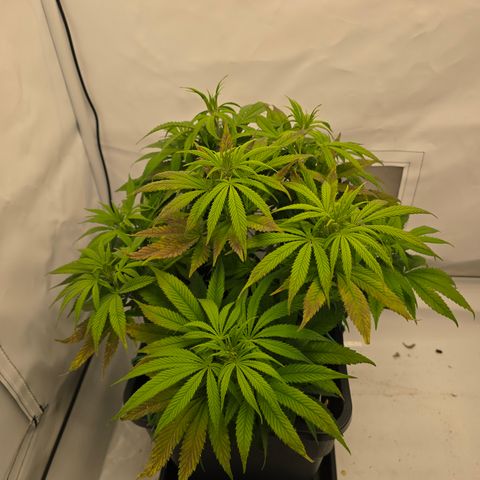 Mary growlog timeline photo