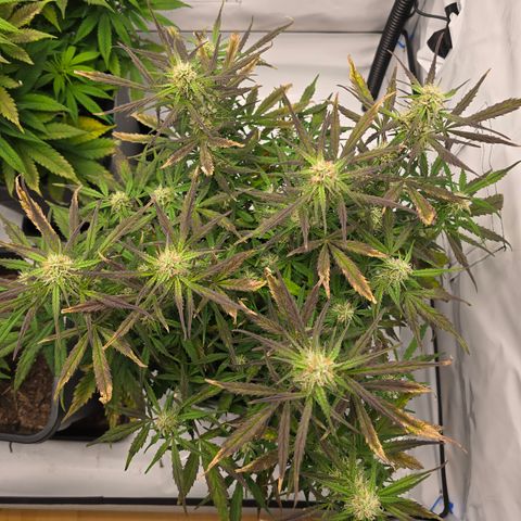 Jane growlog timeline photo