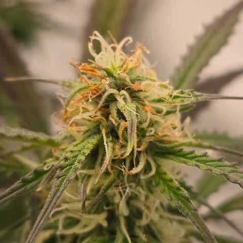 Jane growlog timeline photo