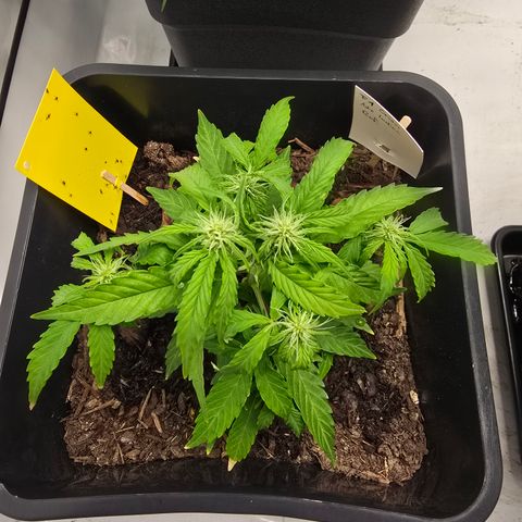 Raphaela growlog timeline photo