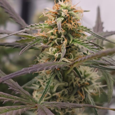 Jane growlog timeline photo
