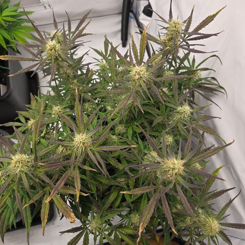 Jane growlog timeline photo