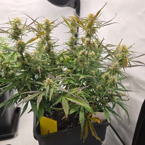 Jane growlog timeline photo