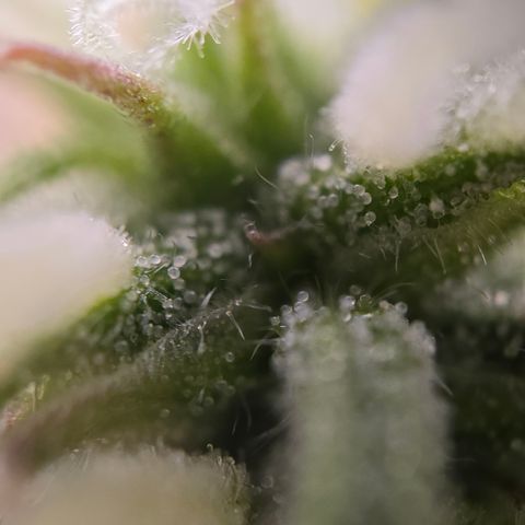 Jane growlog timeline photo