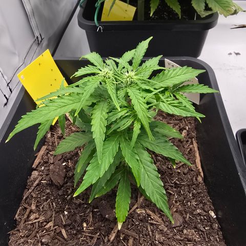 Raphaela growlog timeline photo