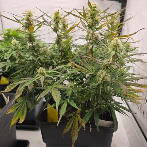 Jane growlog timeline photo