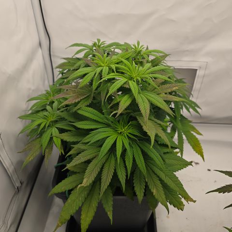 Mary growlog timeline photo