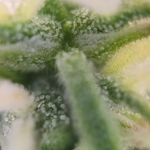 Jane growlog timeline photo