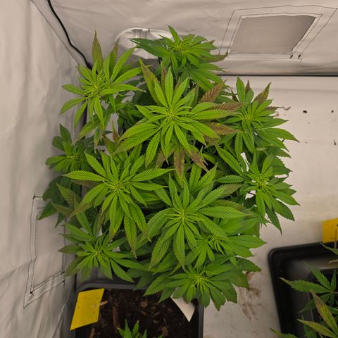 Mary growlog photo: Weitere Triebe abgebunden.