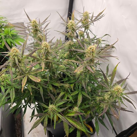 Jane growlog timeline photo