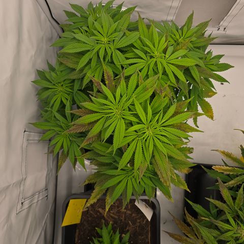 Mary growlog timeline photo