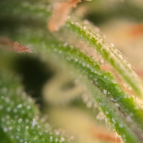 Jane growlog timeline photo