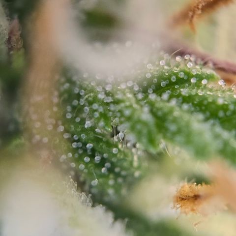 Jane growlog timeline photo