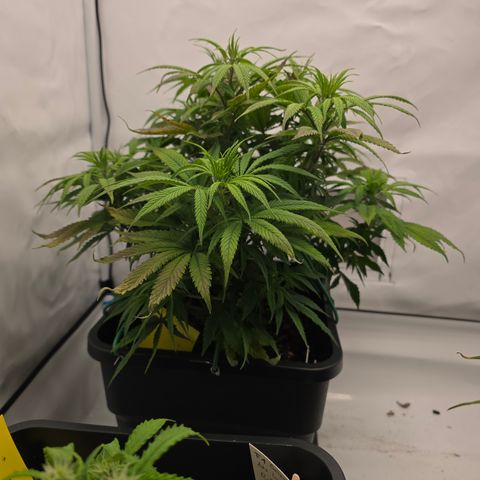 Mary growlog timeline photo