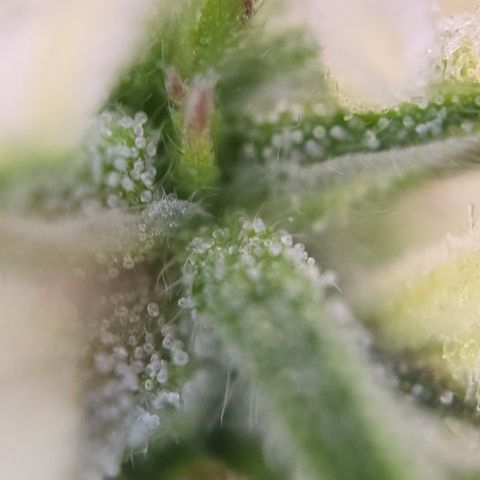 Jane growlog timeline photo