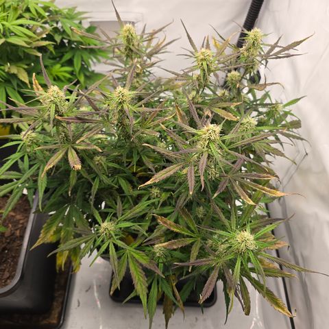 Jane growlog timeline photo