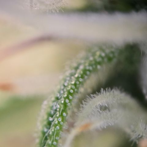 Jane growlog timeline photo