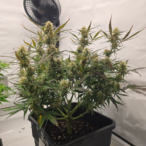 Jane growlog timeline photo