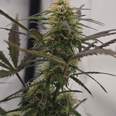 Jane growlog timeline photo