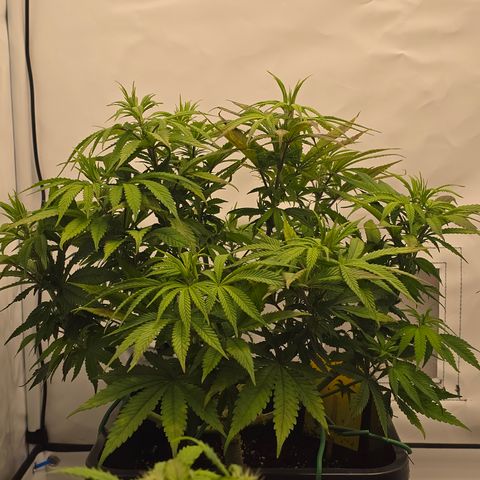 Mary growlog timeline photo