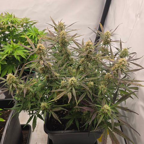 Jane growlog timeline photo