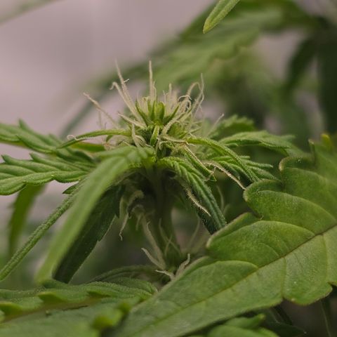 Raphaela growlog timeline photo
