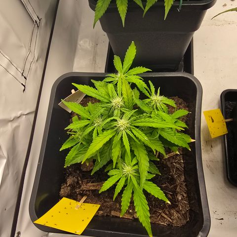 Raphaela growlog timeline photo