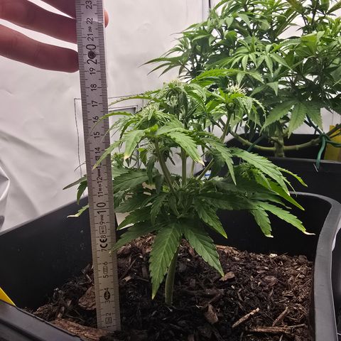 Raphaela growlog timeline photo