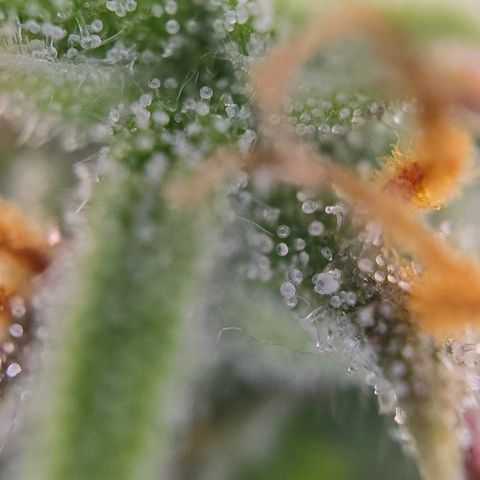 Jane growlog timeline photo