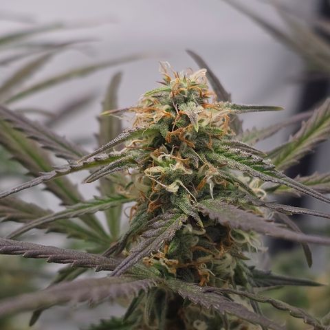 Jane growlog timeline photo