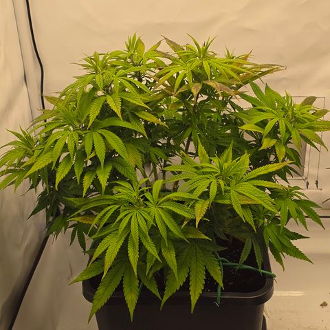 Mary growlog timeline photo