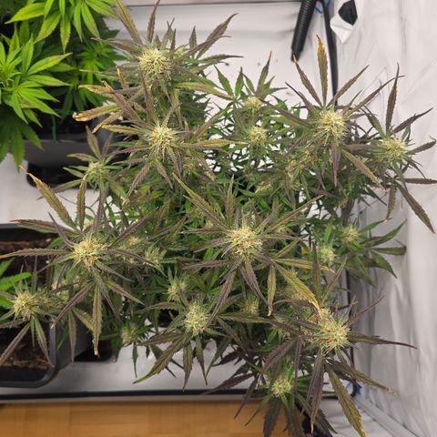Jane growlog timeline photo