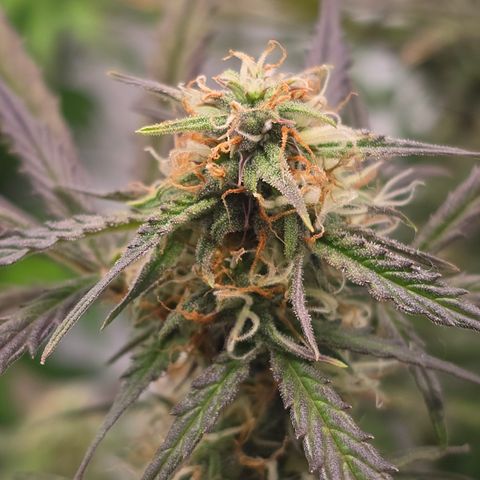 Jane growlog timeline photo